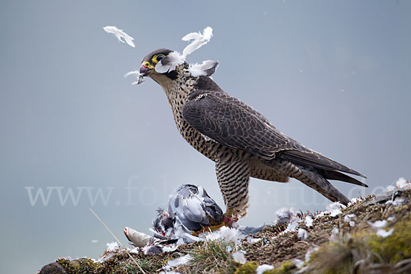 Wanderfalke (Falco peregrinus)