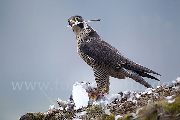 Wanderfalke (Falco peregrinus)