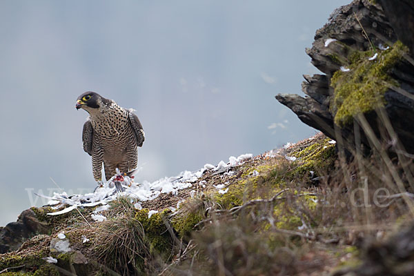 Wanderfalke (Falco peregrinus)