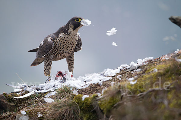 Wanderfalke (Falco peregrinus)