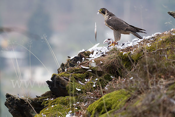 Wanderfalke (Falco peregrinus)