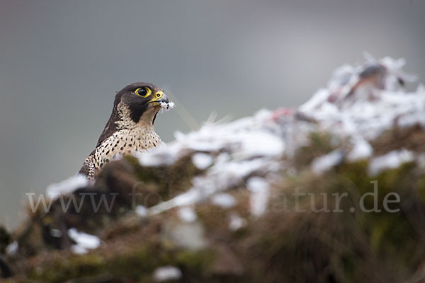 Wanderfalke (Falco peregrinus)