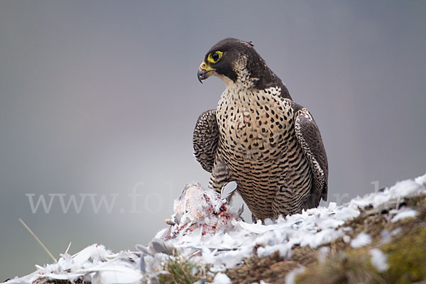 Wanderfalke (Falco peregrinus)