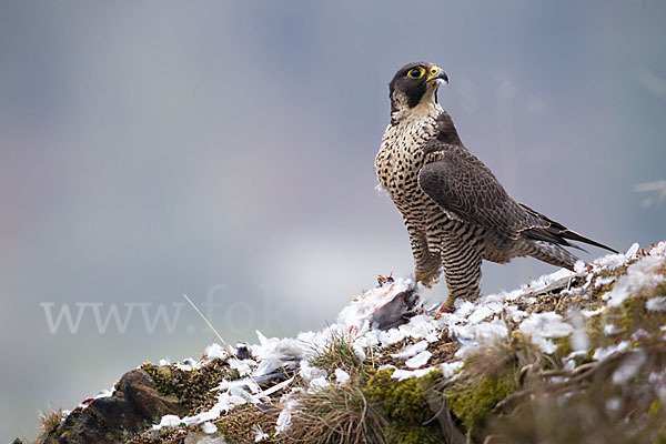 Wanderfalke (Falco peregrinus)