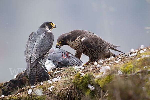 Wanderfalke (Falco peregrinus)