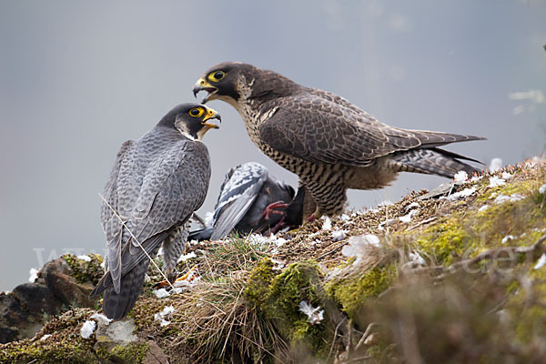 Wanderfalke (Falco peregrinus)