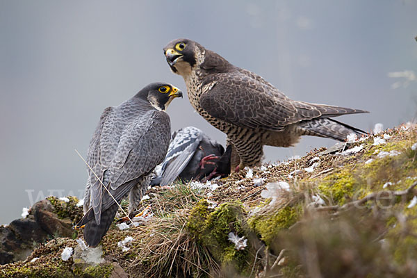 Wanderfalke (Falco peregrinus)