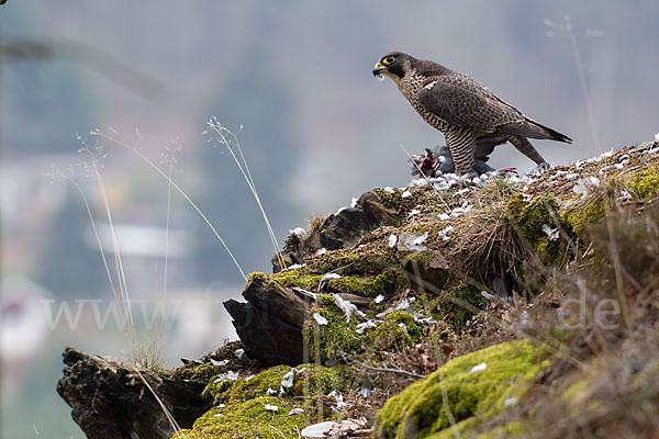 Wanderfalke (Falco peregrinus)