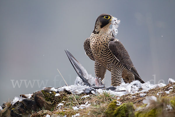 Wanderfalke (Falco peregrinus)