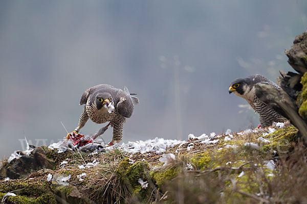 Wanderfalke (Falco peregrinus)