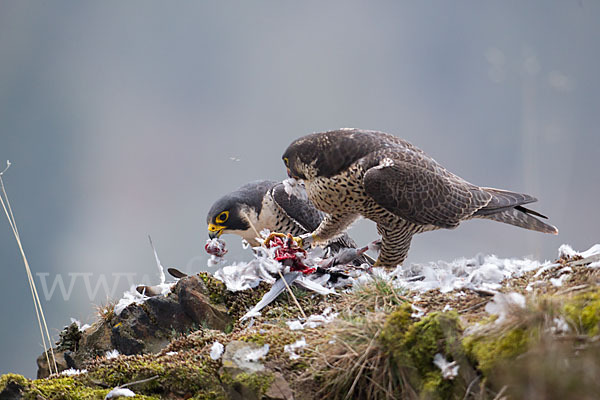 Wanderfalke (Falco peregrinus)