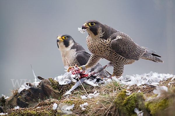 Wanderfalke (Falco peregrinus)