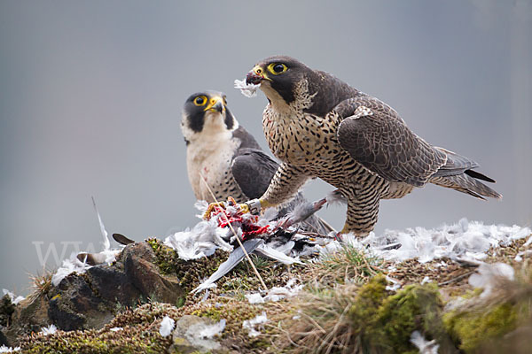 Wanderfalke (Falco peregrinus)