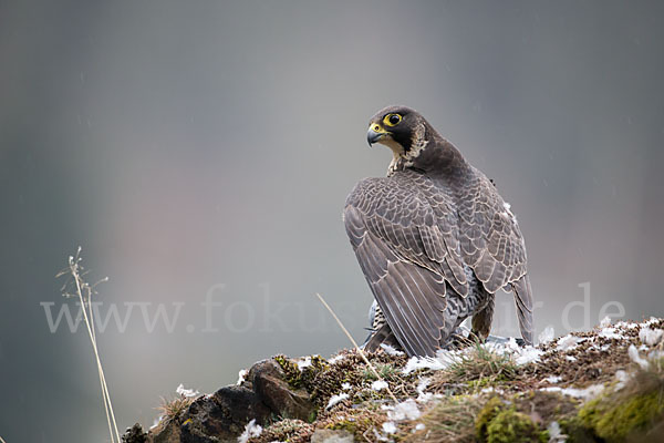 Wanderfalke (Falco peregrinus)