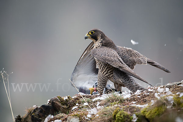 Wanderfalke (Falco peregrinus)