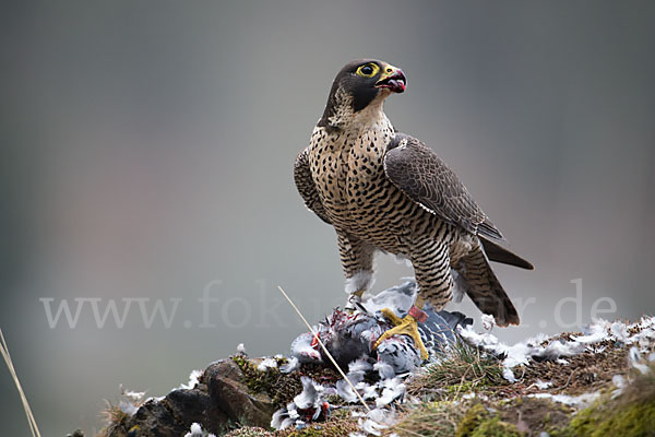 Wanderfalke (Falco peregrinus)