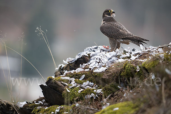 Wanderfalke (Falco peregrinus)