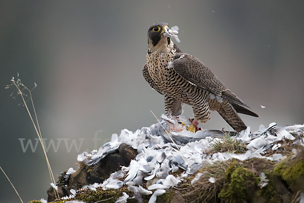 Wanderfalke (Falco peregrinus)