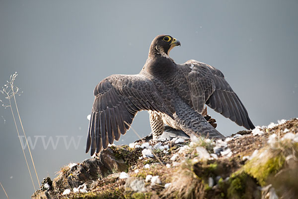 Wanderfalke (Falco peregrinus)