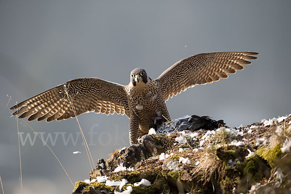 Wanderfalke (Falco peregrinus)