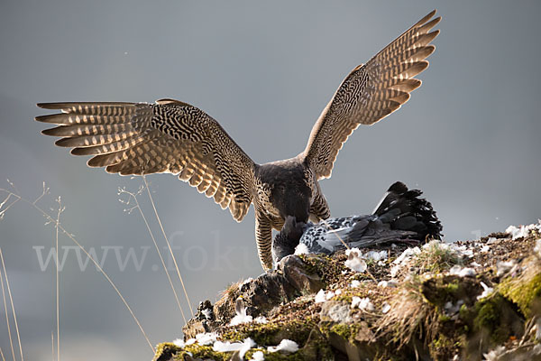 Wanderfalke (Falco peregrinus)