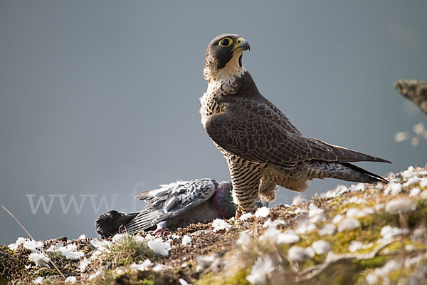 Wanderfalke (Falco peregrinus)