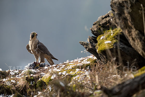 Wanderfalke (Falco peregrinus)