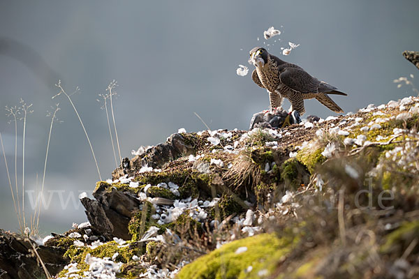 Wanderfalke (Falco peregrinus)