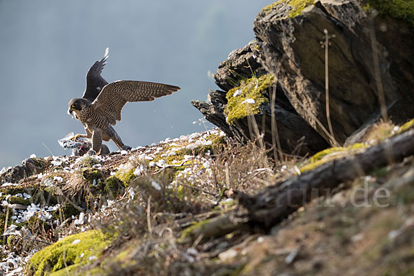 Wanderfalke (Falco peregrinus)