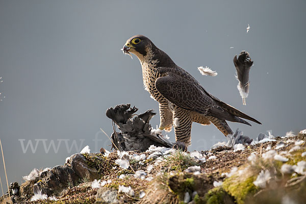 Wanderfalke (Falco peregrinus)