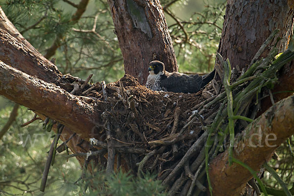 Wanderfalke (Falco peregrinus)