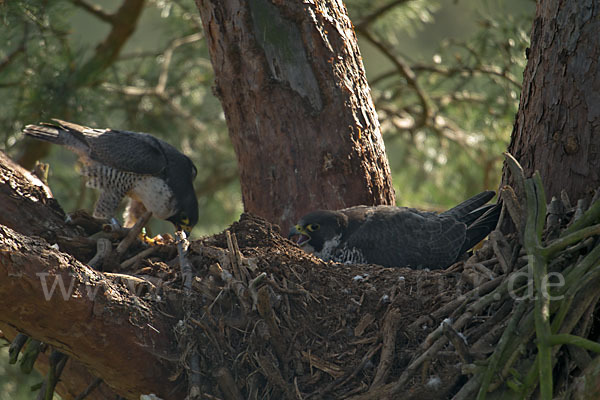 Wanderfalke (Falco peregrinus)