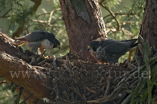 Wanderfalke (Falco peregrinus)