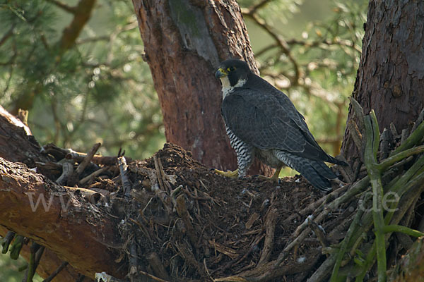 Wanderfalke (Falco peregrinus)