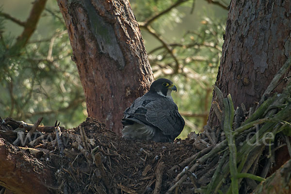 Wanderfalke (Falco peregrinus)