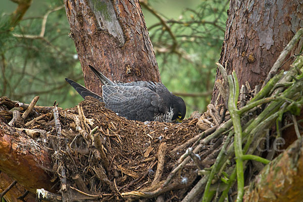 Wanderfalke (Falco peregrinus)