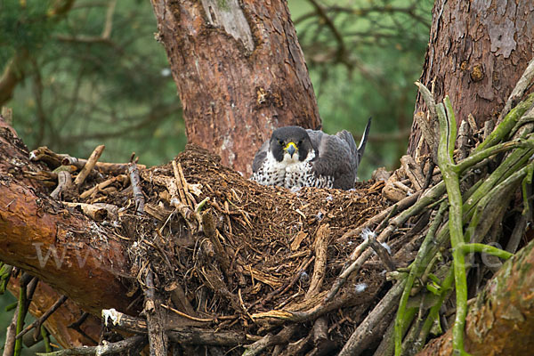 Wanderfalke (Falco peregrinus)