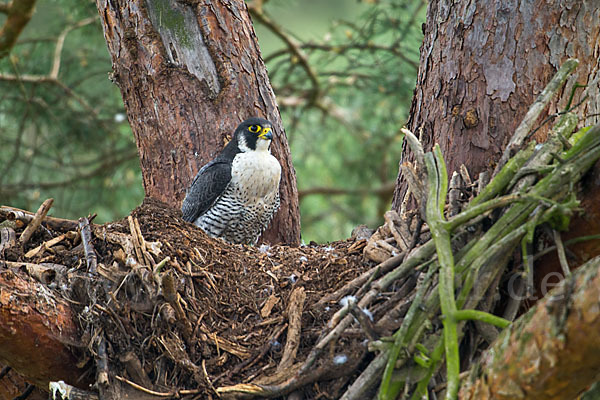 Wanderfalke (Falco peregrinus)