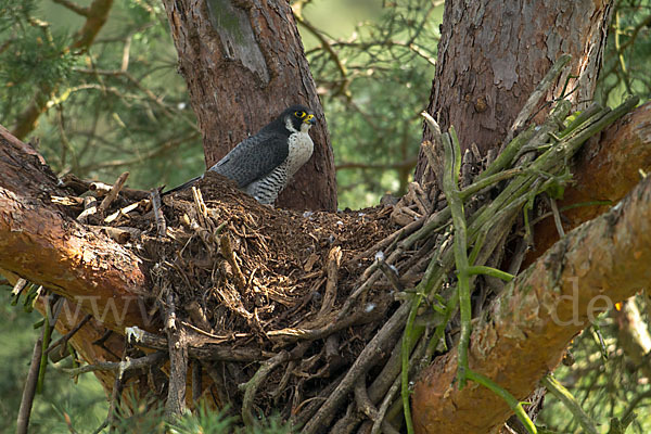 Wanderfalke (Falco peregrinus)