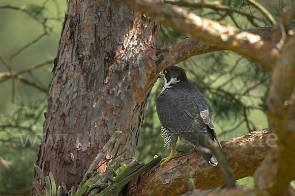 Wanderfalke (Falco peregrinus)