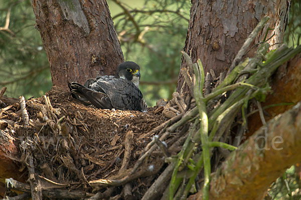 Wanderfalke (Falco peregrinus)