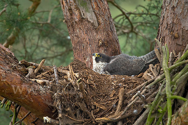 Wanderfalke (Falco peregrinus)