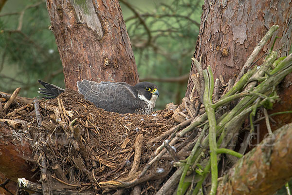 Wanderfalke (Falco peregrinus)