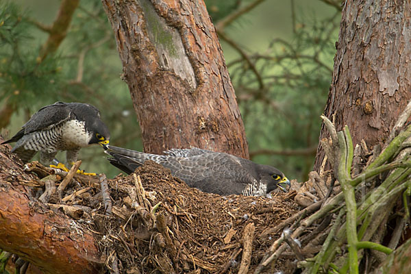 Wanderfalke (Falco peregrinus)