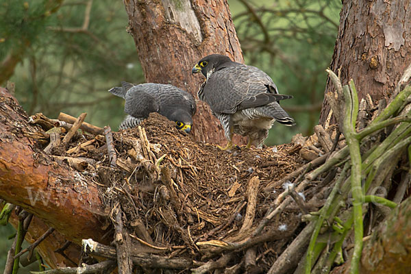 Wanderfalke (Falco peregrinus)