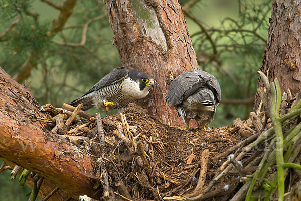 Wanderfalke (Falco peregrinus)