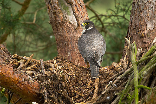 Wanderfalke (Falco peregrinus)