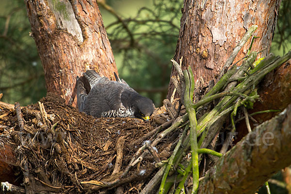 Wanderfalke (Falco peregrinus)