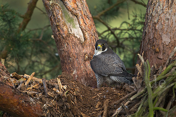 Wanderfalke (Falco peregrinus)