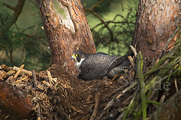 Wanderfalke (Falco peregrinus)